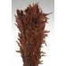 WILD OATS 38" Chocolate- WILD OATS 38" Chocolate-
